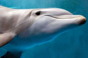 2026-02-27 Toksini iz televizora i telefona pronađeni u mozgu delfina- 550.webp