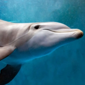 Toksini iz televizora i telefona pronađeni u mozgu delfina